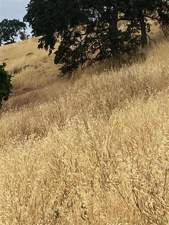 Grass On Mountain