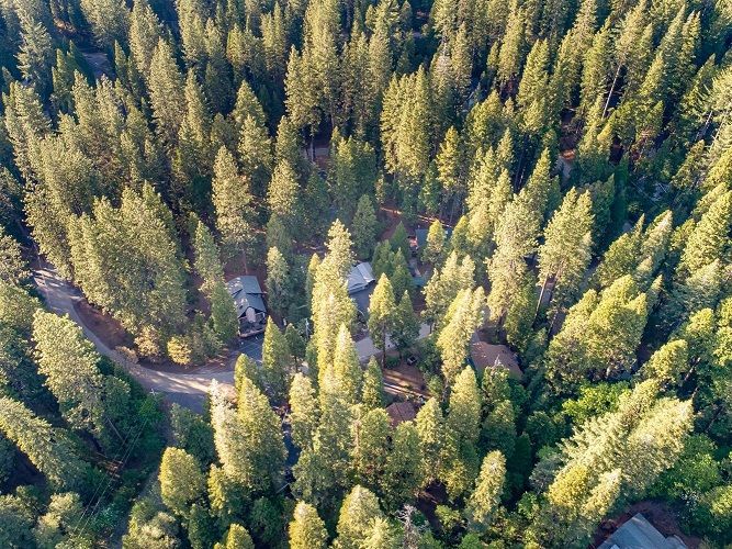 Aerial View Of Trees